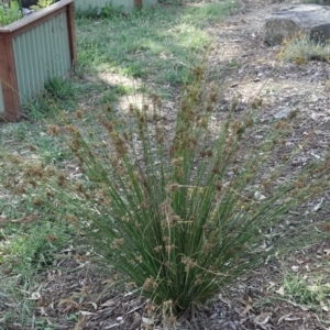 Juncus sp. at Campbell, ACT - 10 Feb 2023