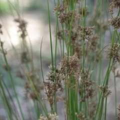 Juncus sp. at Campbell, ACT - 10 Feb 2023