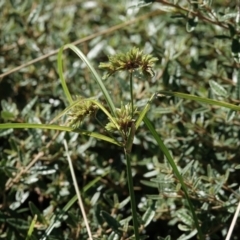 Cyperus eragrostis (Umbrella Sedge) at Campbell, ACT - 9 Feb 2023 by MargD