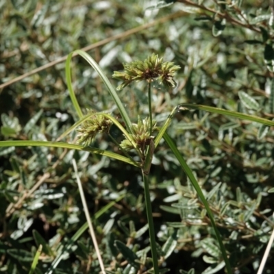 Cyperus eragrostis (Umbrella Sedge) at Campbell, ACT - 10 Feb 2023 by MargD