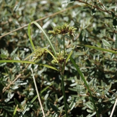 Cyperus eragrostis (Umbrella Sedge) at Campbell, ACT - 9 Feb 2023 by MargD