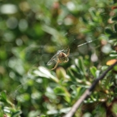 Salsa fuliginata (Sooty Orb-weaver) at Campbell, ACT - 9 Feb 2023 by MargD