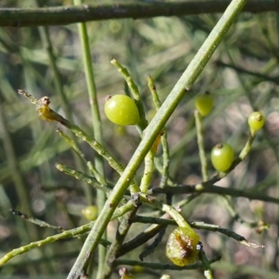 Choretrum candollei (White Sour Bush) at Jerrawangala, NSW - 13 Jul 2023 by RobG1