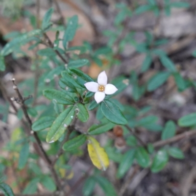 Zieria sp. at Jerrawangala, NSW - 13 Jul 2023 by RobG1