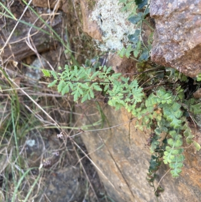Cheilanthes sieberi subsp. sieberi (Narrow Rock Fern) at Molonglo River Reserve - 1 Sep 2023 by MattM