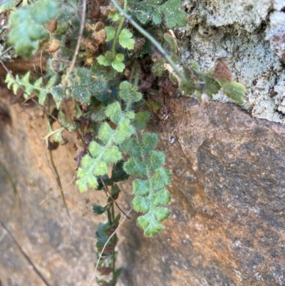 Pleurosorus rutifolius (Blanket Fern) at Molonglo River Reserve - 1 Sep 2023 by MattM