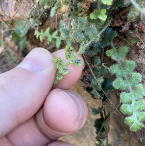 Asplenium subglandulosum at Belconnen, ACT - 1 Sep 2023 12:22 PM