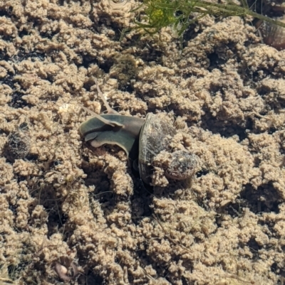 Physa acuta at Lower Molonglo - 1 Sep 2023 by MattM