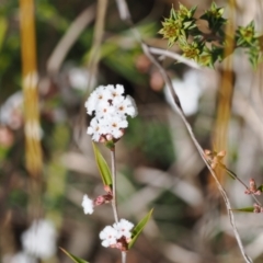 Leucopogon virgatus (Common Beard-heath) at Paddys River, ACT - 31 Aug 2023 by RAllen