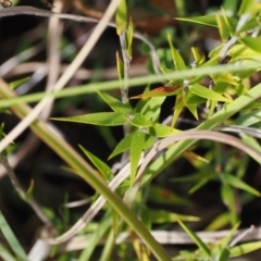 Leucopogon virgatus at Paddys River, ACT - 31 Aug 2023