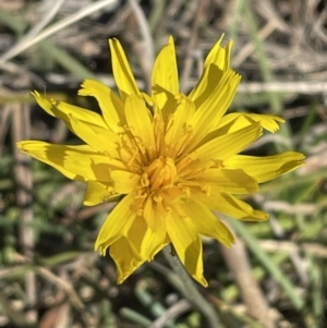 Microseris walteri at Bruce, ACT - 1 Sep 2023