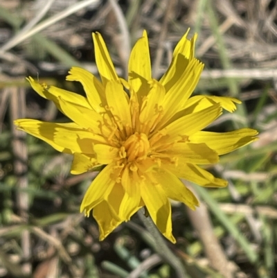 Microseris walteri (Yam Daisy, Murnong) at Flea Bog Flat, Bruce - 1 Sep 2023 by JVR