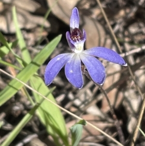 Cyanicula caerulea at Bruce, ACT - 1 Sep 2023