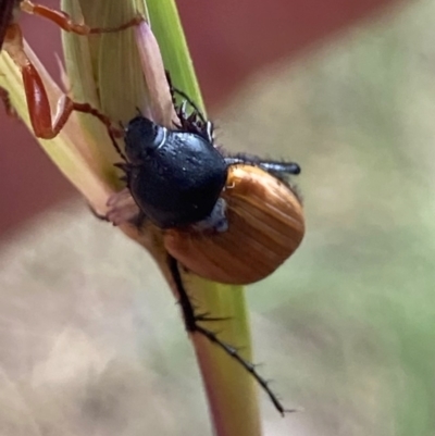 Phyllotocus rufipennis (Nectar scarab) at Higgins, ACT - 9 Dec 2022 by MattM