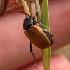 Phyllotocus rufipennis at Higgins, ACT - 9 Dec 2022