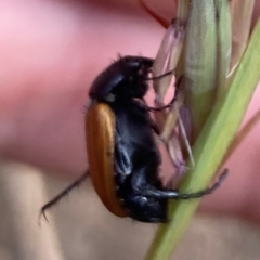 Phyllotocus rufipennis at Higgins, ACT - 9 Dec 2022