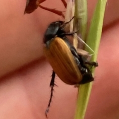 Phyllotocus rufipennis at Higgins, ACT - 9 Dec 2022