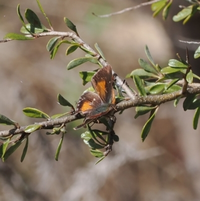 Paralucia aurifera (Bright Copper) at Tidbinbilla Nature Reserve - 31 Aug 2023 by RAllen