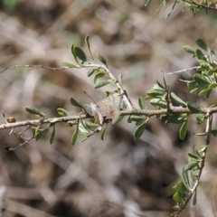 Paralucia aurifera at Paddys River, ACT - 31 Aug 2023 12:04 PM