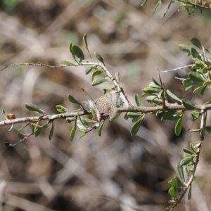 Paralucia aurifera at Paddys River, ACT - 31 Aug 2023 12:04 PM