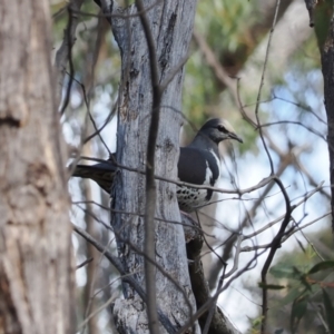 Leucosarcia melanoleuca at Paddys River, ACT - 31 Aug 2023 02:17 PM