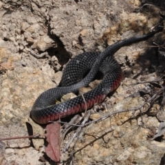 Pseudechis porphyriacus (Red-bellied Black Snake) at Paddys River, ACT - 31 Aug 2023 by RAllen