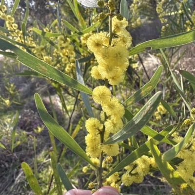 Acacia stricta (Straight Wattle) at Aranda, ACT - 1 Sep 2023 by lbradley