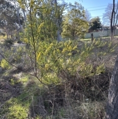 Acacia stricta at Aranda, ACT - 1 Sep 2023 03:57 PM