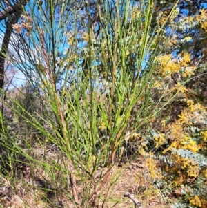 Cytisus scoparius subsp. scoparius at Tuggeranong, ACT - 1 Sep 2023