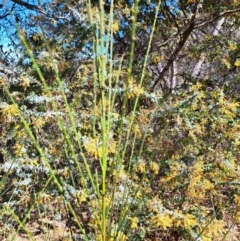 Cytisus scoparius subsp. scoparius at Tuggeranong, ACT - 1 Sep 2023