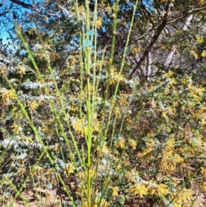 Cytisus scoparius subsp. scoparius at Tuggeranong, ACT - 1 Sep 2023