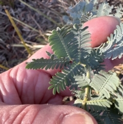 Acacia baileyana (Cootamundra Wattle, Golden Mimosa) at Aranda, ACT - 1 Sep 2023 by lbradley