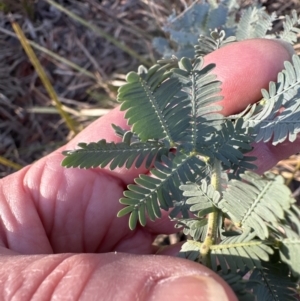 Acacia baileyana at Aranda, ACT - 1 Sep 2023