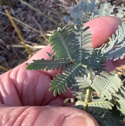 Acacia baileyana (Cootamundra Wattle, Golden Mimosa) at Aranda, ACT - 1 Sep 2023 by lbradley