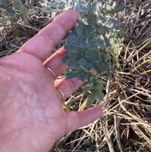 Acacia baileyana at Aranda, ACT - 1 Sep 2023