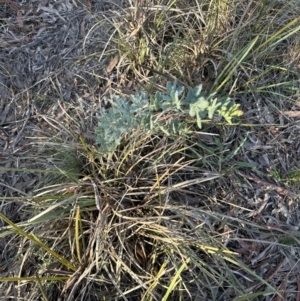 Acacia baileyana at Aranda, ACT - 1 Sep 2023