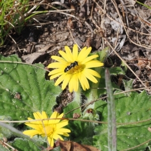 Melangyna viridiceps at Rendezvous Creek, ACT - 29 Aug 2023