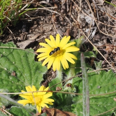 Melangyna viridiceps (Hover fly) at Rendezvous Creek, ACT - 29 Aug 2023 by RAllen