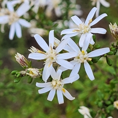 Olearia microphylla (Olearia) at Bruce, ACT - 1 Sep 2023 by trevorpreston