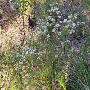 Olearia microphylla at Bruce, ACT - 1 Sep 2023