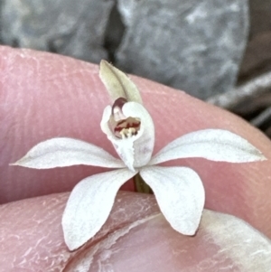 Caladenia fuscata at Aranda, ACT - 1 Sep 2023