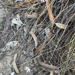 Caladenia fuscata at Aranda, ACT - 1 Sep 2023