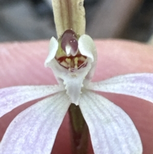 Caladenia fuscata at Aranda, ACT - 1 Sep 2023