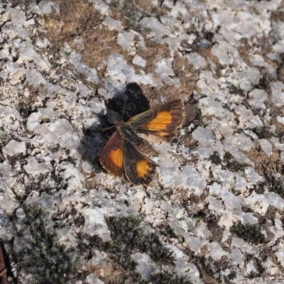 Paralucia aurifera (Bright Copper) at Namadgi National Park - 29 Aug 2023 by RAllen