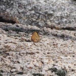 Paralucia aurifera at Rendezvous Creek, ACT - 29 Aug 2023