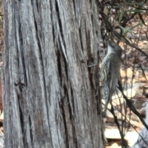 Cormobates leucophaea at Bruce, ACT - 1 Sep 2023