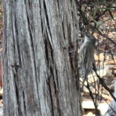 Cormobates leucophaea (White-throated Treecreeper) at Bruce Ridge to Gossan Hill - 1 Sep 2023 by trevorpreston
