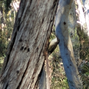 Cormobates leucophaea at Bruce, ACT - 1 Sep 2023