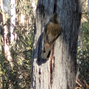 Cormobates leucophaea at Bruce, ACT - 1 Sep 2023