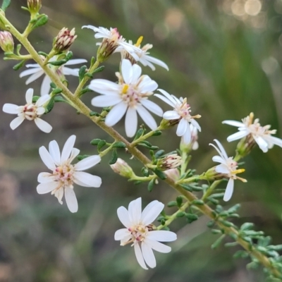 Olearia microphylla (Olearia) at Bruce, ACT - 1 Sep 2023 by trevorpreston